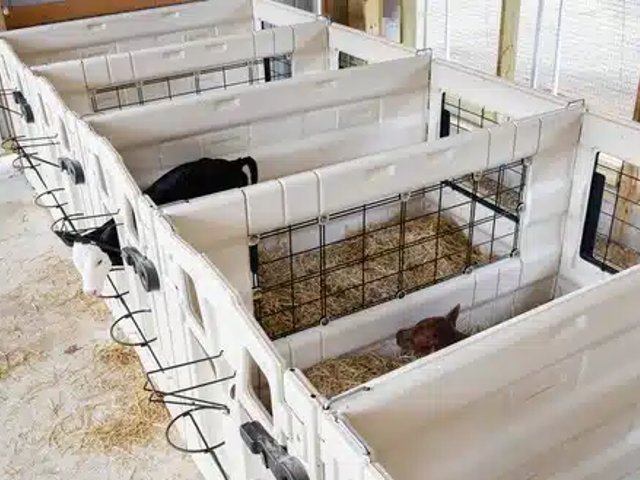 Calf-Tel Indoor Calf Pens Équipement Laitier