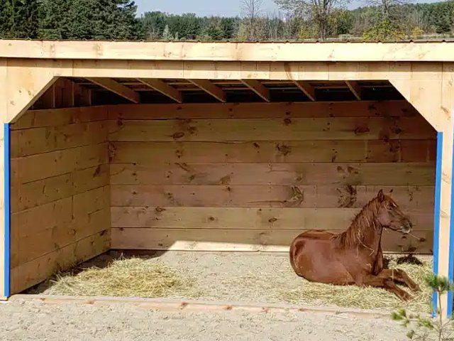 Animal Shelter Bâtiments / structure