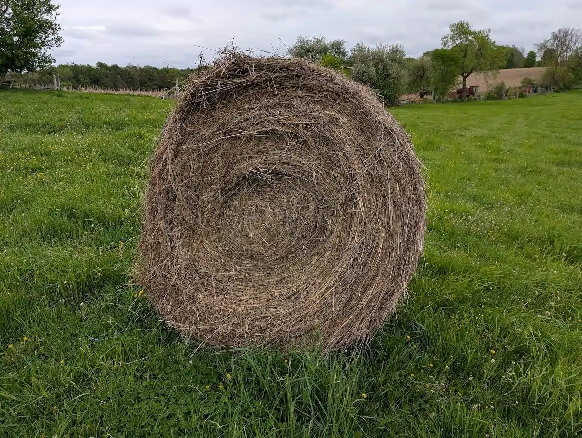 Gallery image 1 for Used Hay 4x5 Round Bales Other