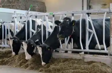 Spinder Stabling Dairy Equipment