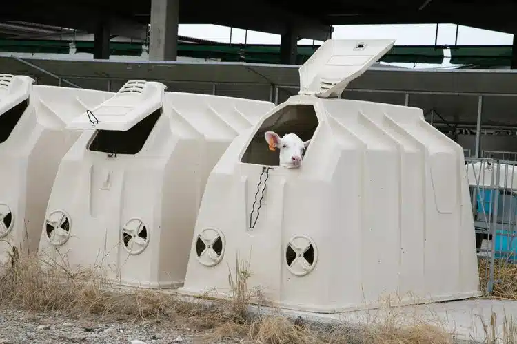 Gallery image 2 for Calf-Tel Hutch Deluxe ll Dairy Equipment