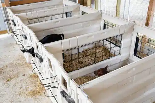 Calf-Tel Indoor Calf Pens Dairy Equipment