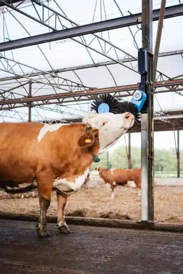 Gallery image 2 for Cozy Cow Cosy Cow Dairy Equipment